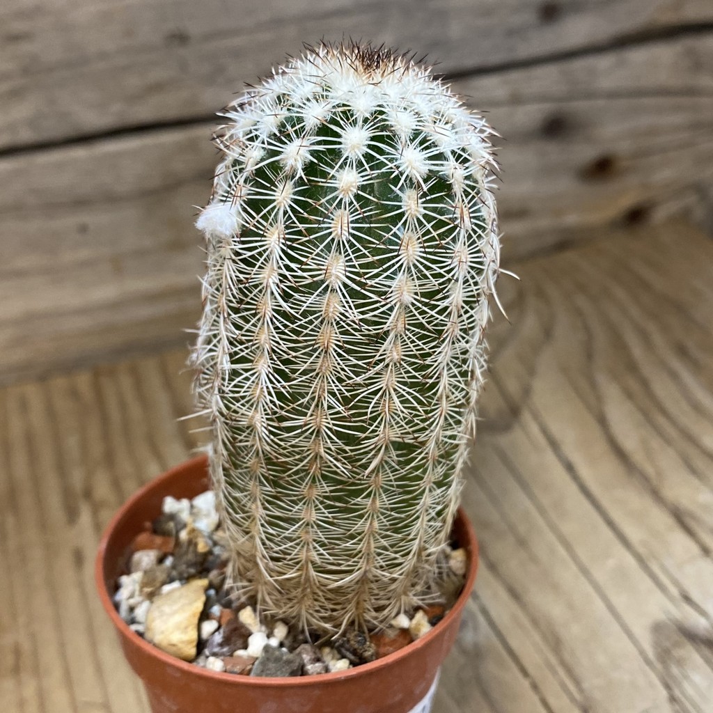 SH37737 Echinocereus reichenbachii SH (cold-resistant) - Image 2