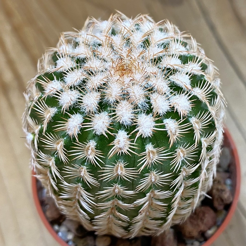 SH37738 Echinocereus reichenbachii v. minor (cold-resistant)
