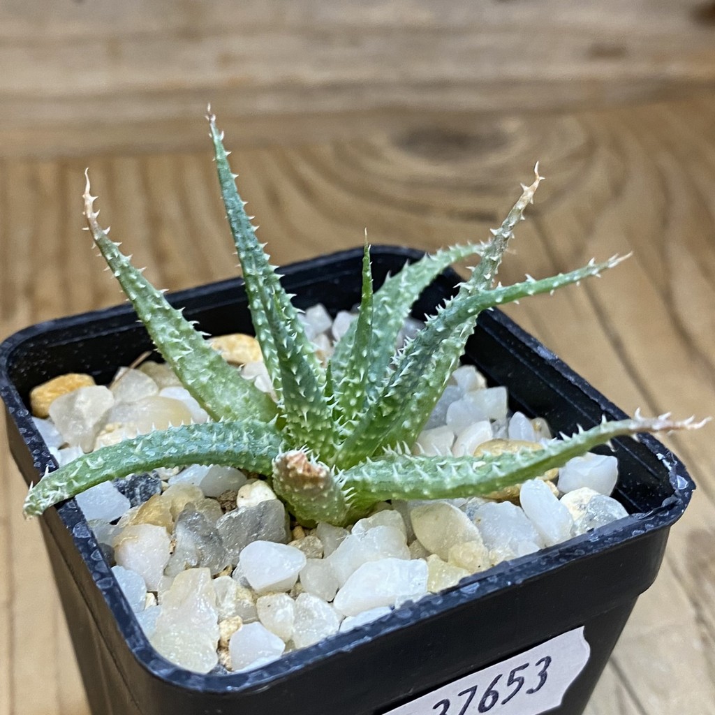 SH37653 Aloe parvula, seedling - Image 2