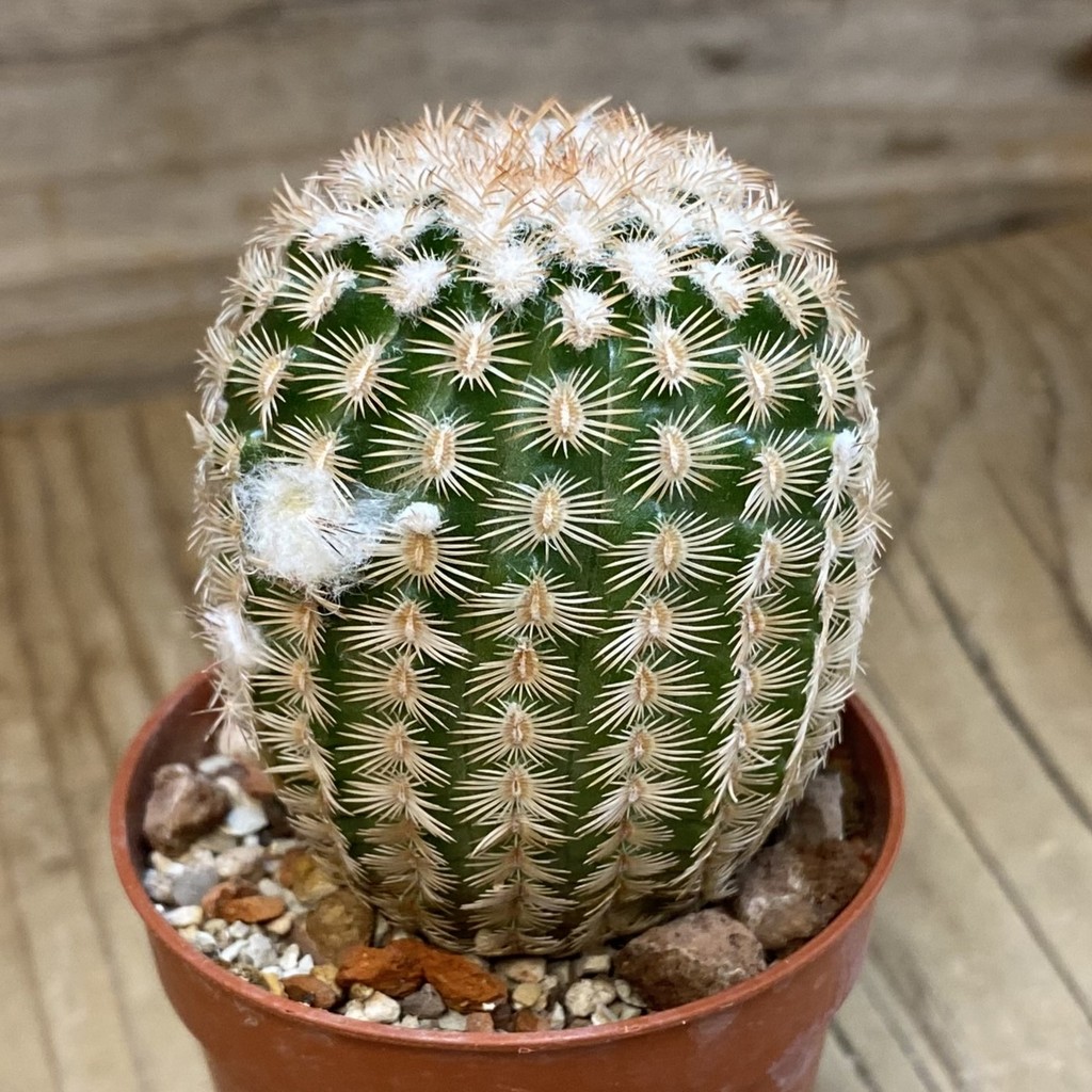 SH37738 Echinocereus reichenbachii v. minor (cold-resistant) - Image 2