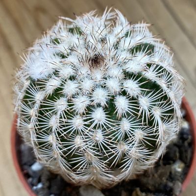 SH37739 Echinocereus baileyi x reichenbachii (cold-resistant)