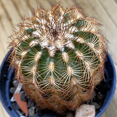 SH37740 Echinocereus reichenbachii (cold-resistant)