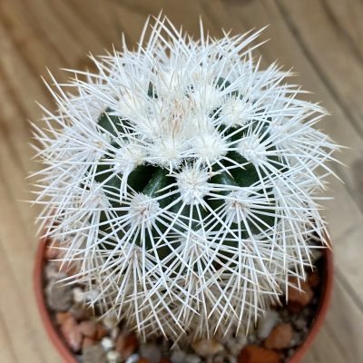SH37741 Echinocereus dasyacanthus -Brewster- (cold-resistant)