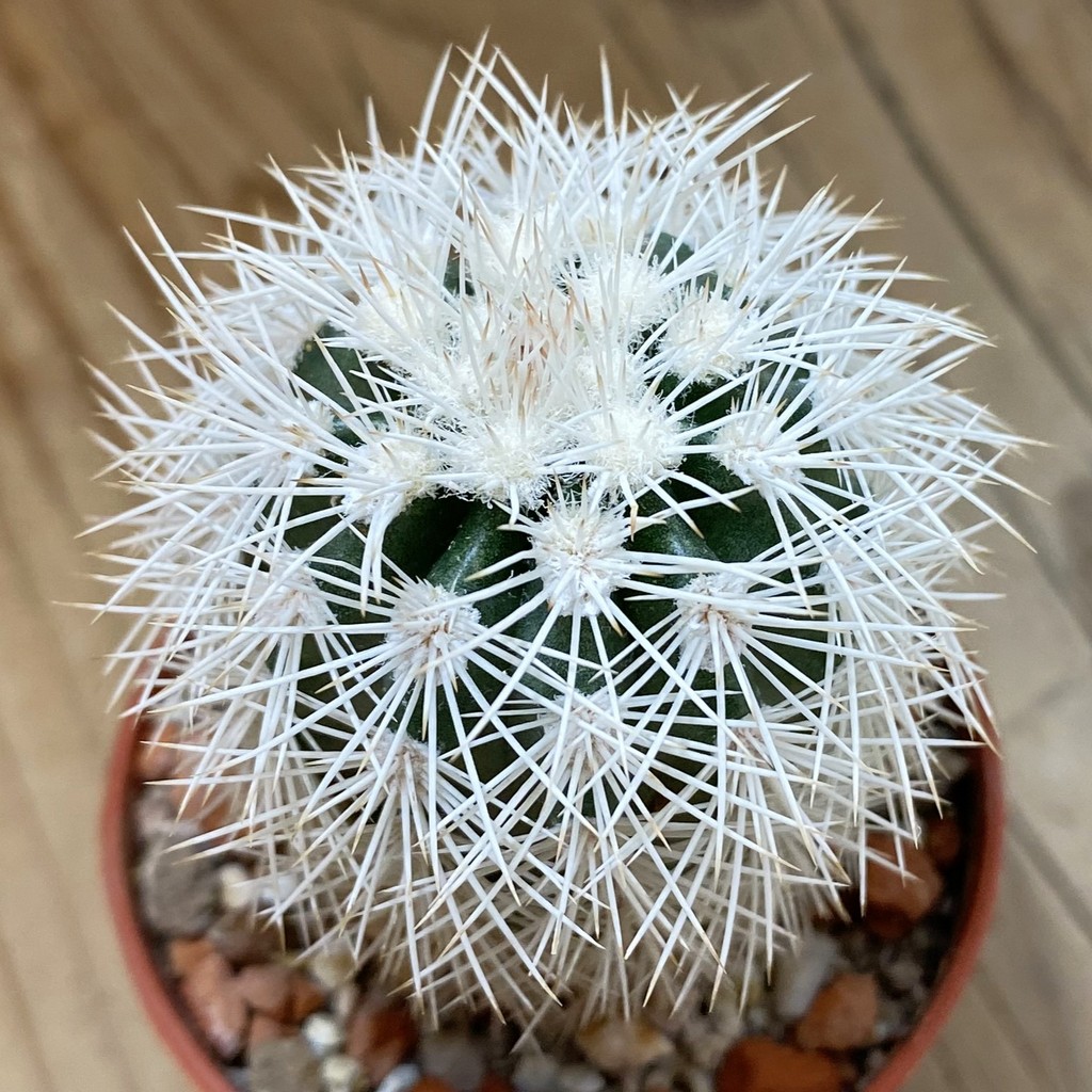 SH37741 Echinocereus dasyacanthus -Brewster- (cold-resistant)