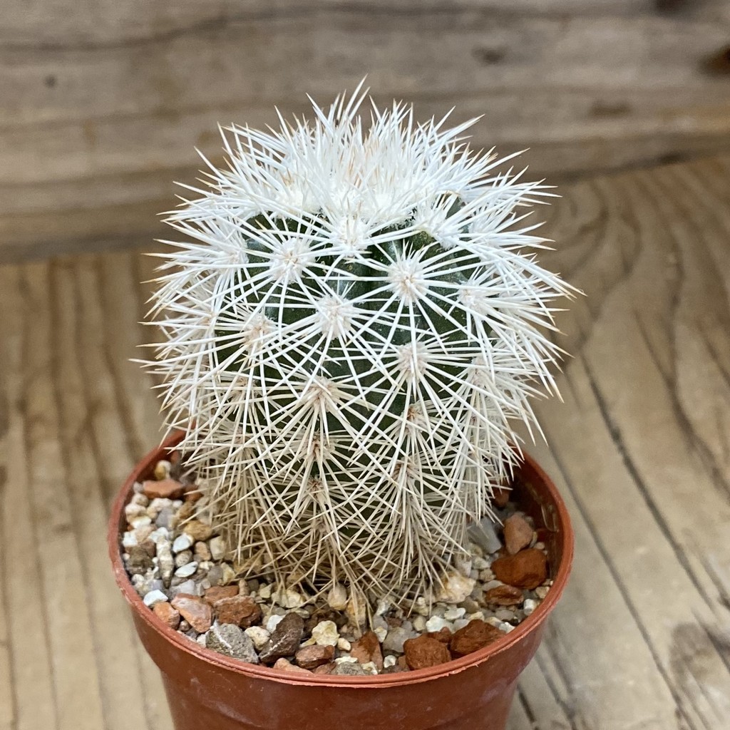 SH37741 Echinocereus dasyacanthus -Brewster- (cold-resistant) - Image 2