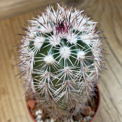 SH37742 Echinocereus dasyacanthus x lloydii (cold-resistant)