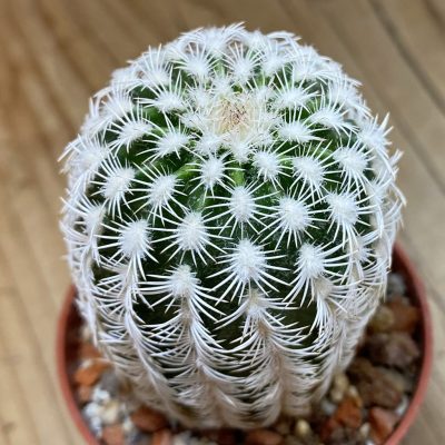 SH37743 Echinocereus reichenbachii v. albispinus (cold-resistant)