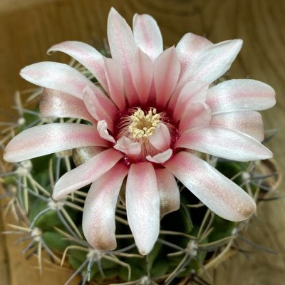SH37732 Gymnocalycium bicolor, 12 years old