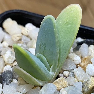 SH37654 Aloe longistyla