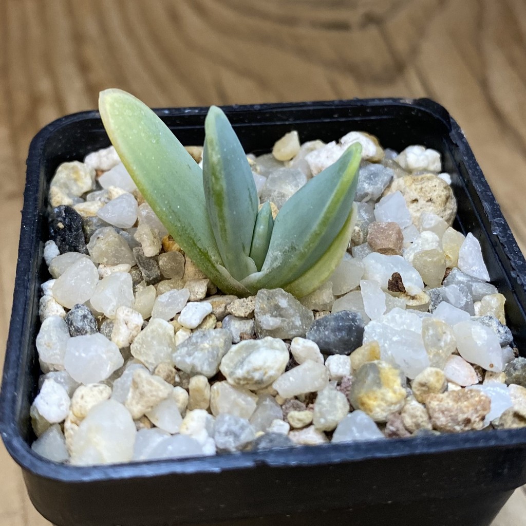 SH37654 Aloe longistyla - Image 2