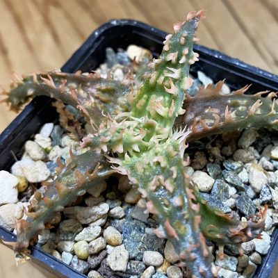 SH37655 Aloe TCT hybrid