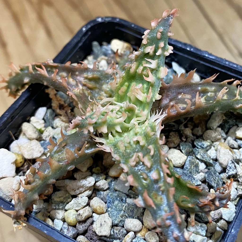SH37655 Aloe TCT hybrid