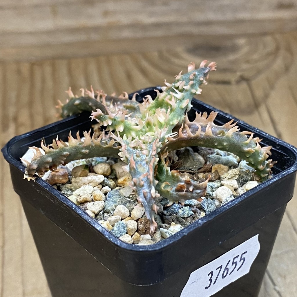 SH37655 Aloe TCT hybrid - Image 2