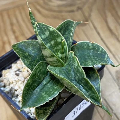 SH37656 Sansevieria 'Sindoro'
