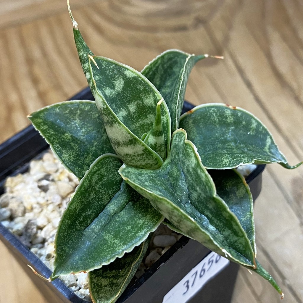 SH37656 Sansevieria 'Sindoro'