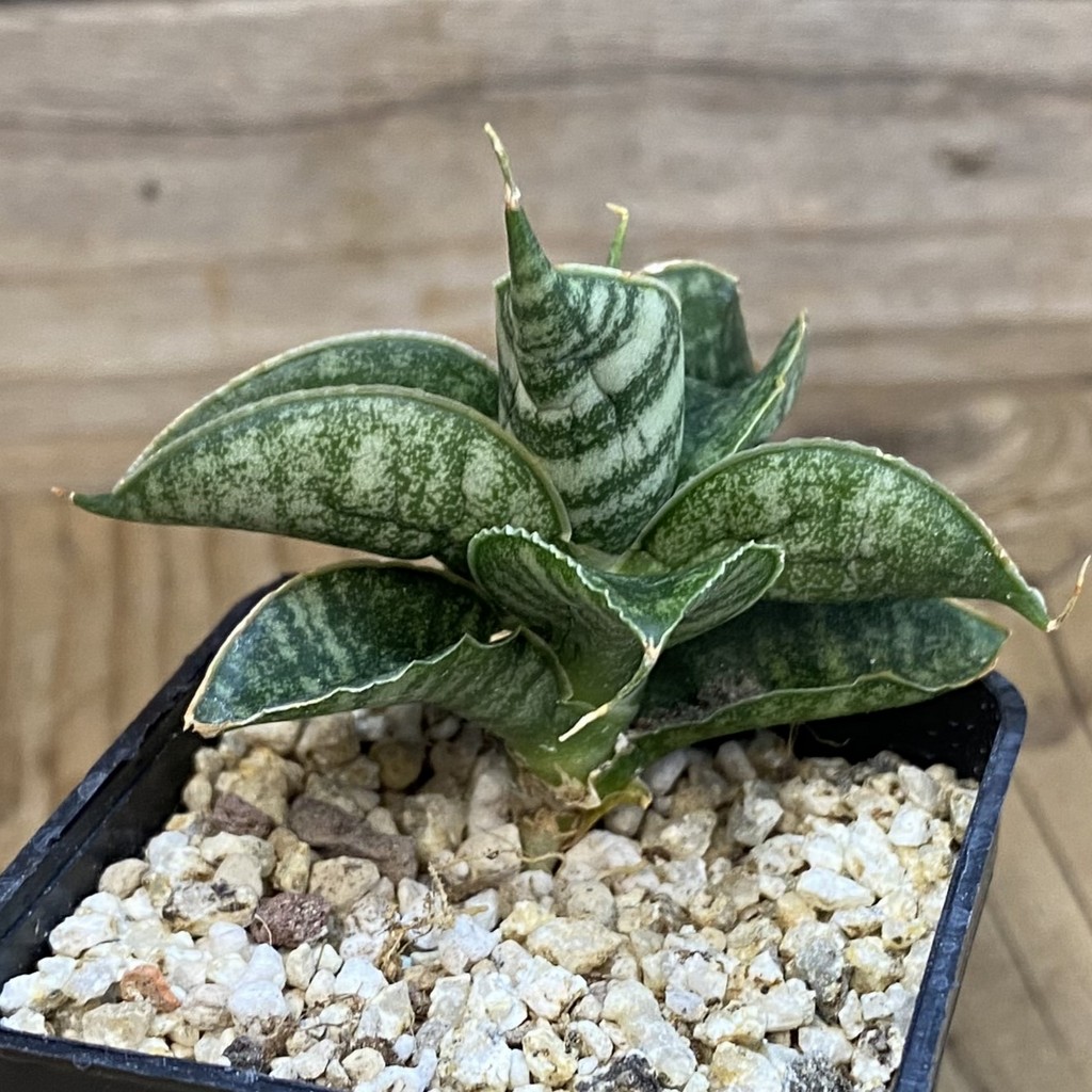 SH37656 Sansevieria 'Sindoro' - Image 2