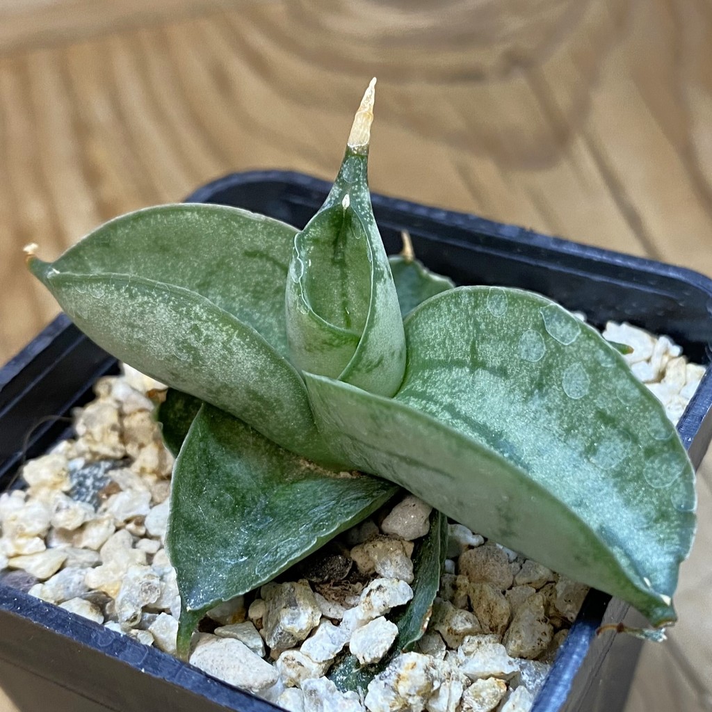 SH37657 Sansevieria ‘Meedee’