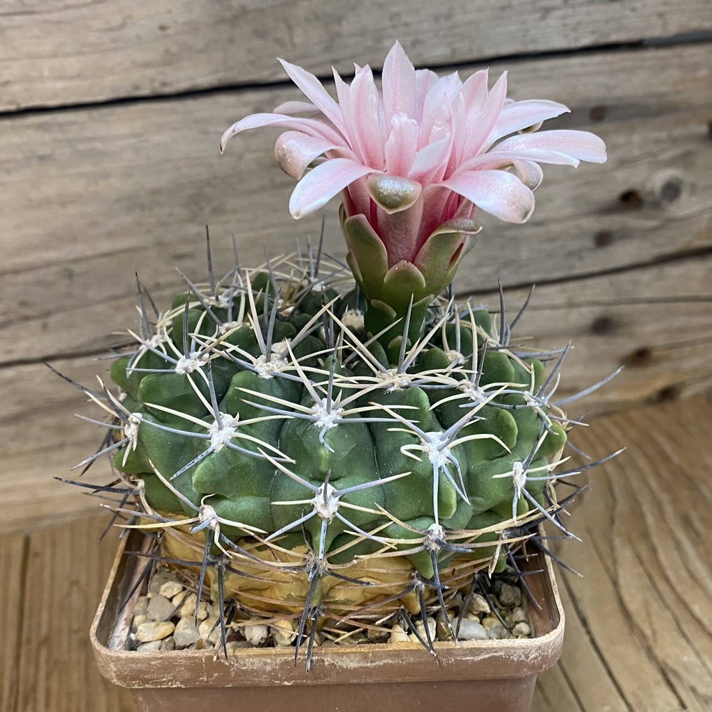 SH37732 Gymnocalycium bicolor, 12 years old - Image 2
