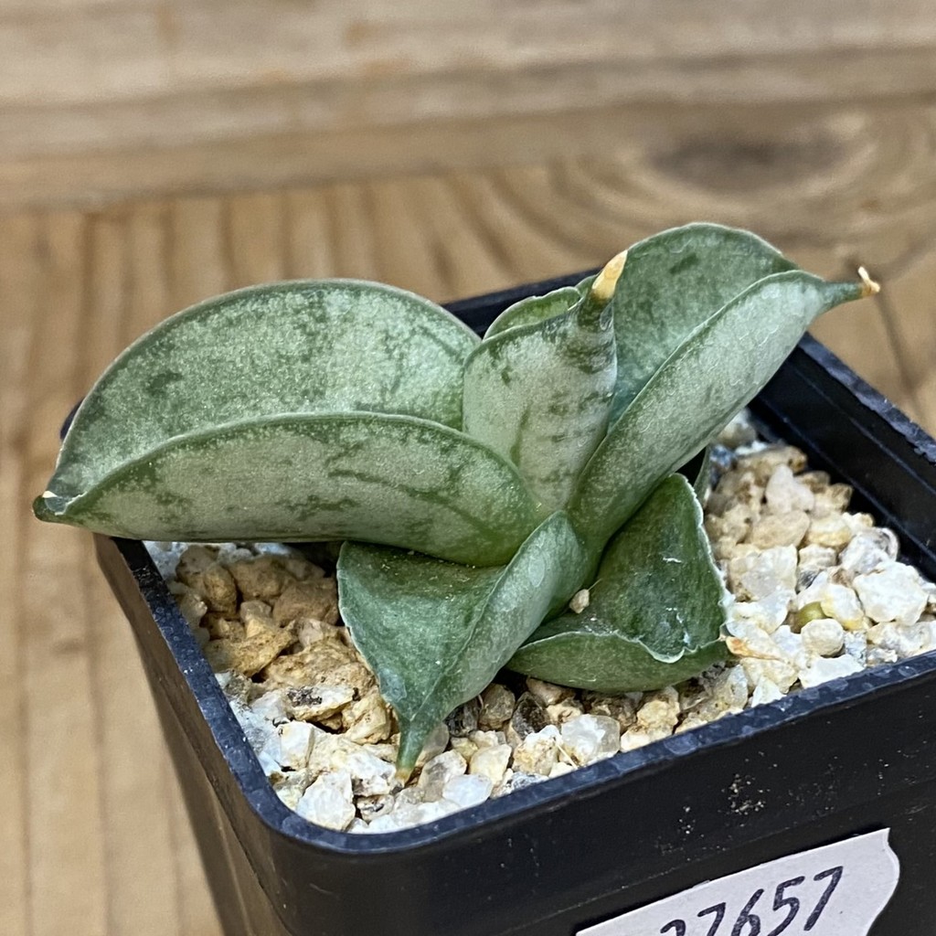 SH37657 Sansevieria ‘Meedee’ - Image 2