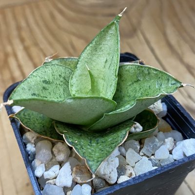 SH37658 Sansevieria 'Dewa'