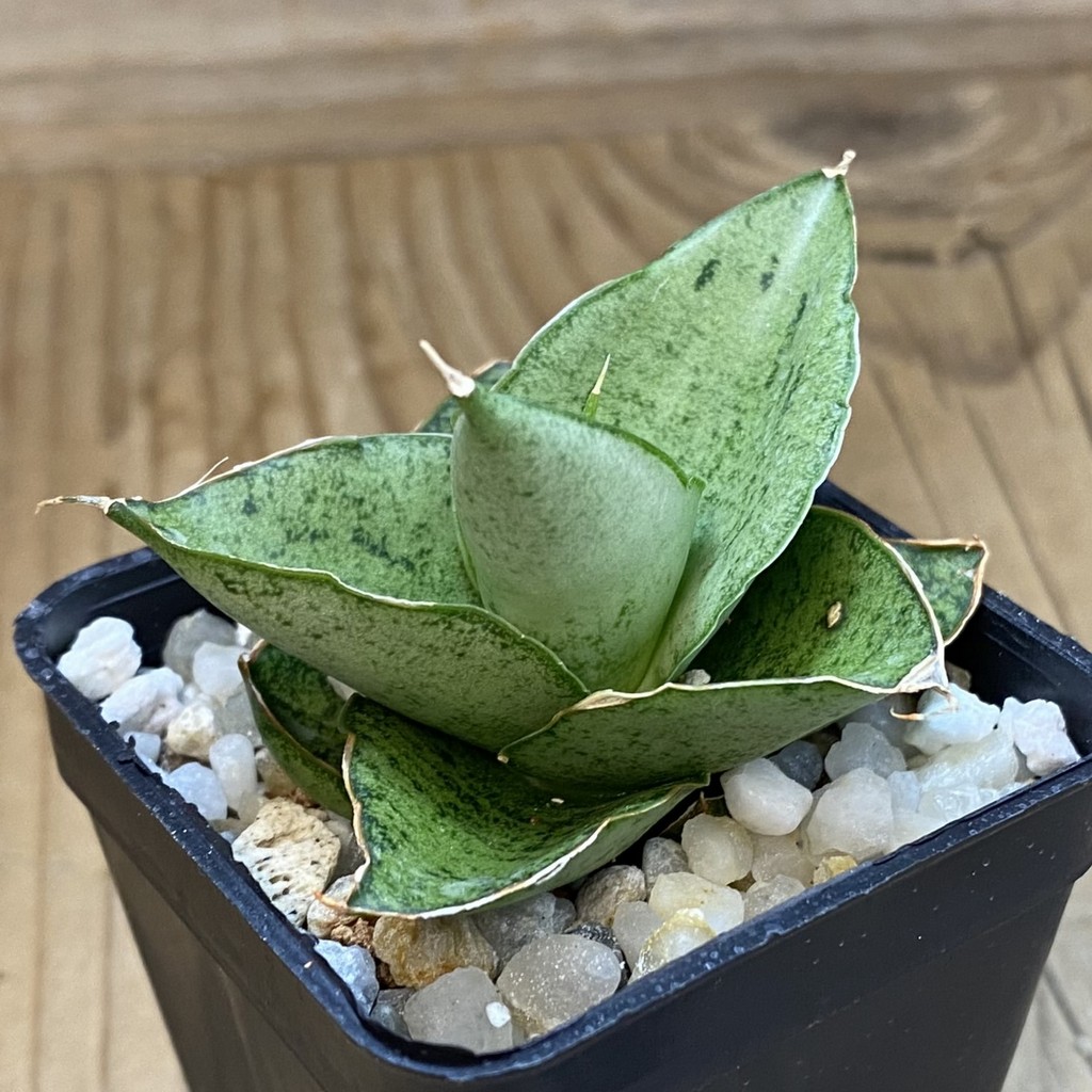 SH37658 Sansevieria 'Dewa' - Image 2