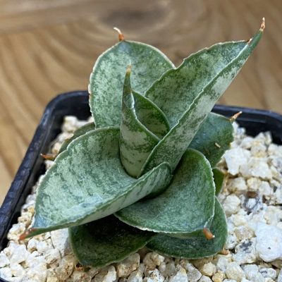 SH37659 Sansevieria 'Pagoda'