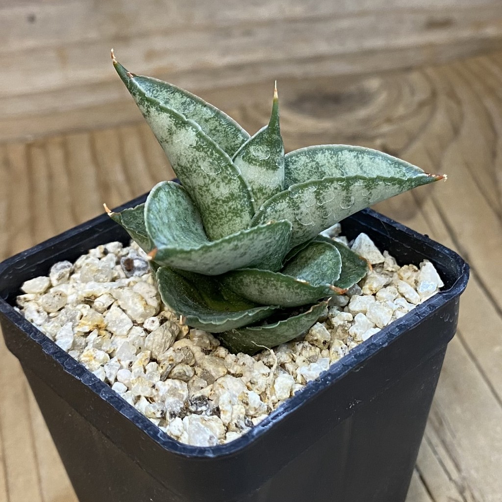 SH37659 Sansevieria 'Pagoda' - Image 2