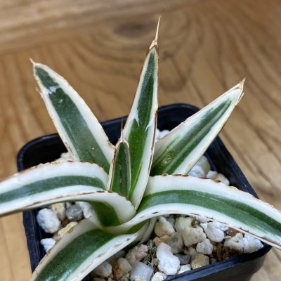 SH37660 Agave victoriae-reginae 'White Rhino'