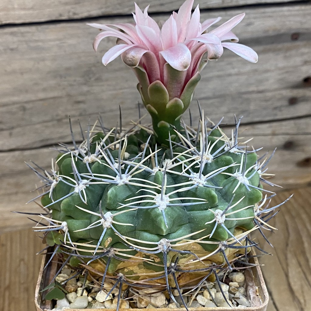 SH37732 Gymnocalycium bicolor, 12 years old - Image 3