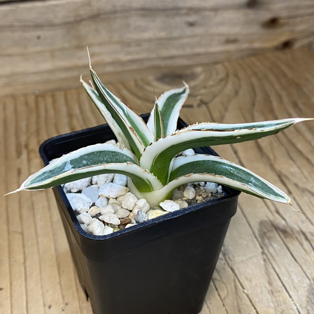 SH37660 Agave victoriae-reginae 'White Rhino' - Image 2