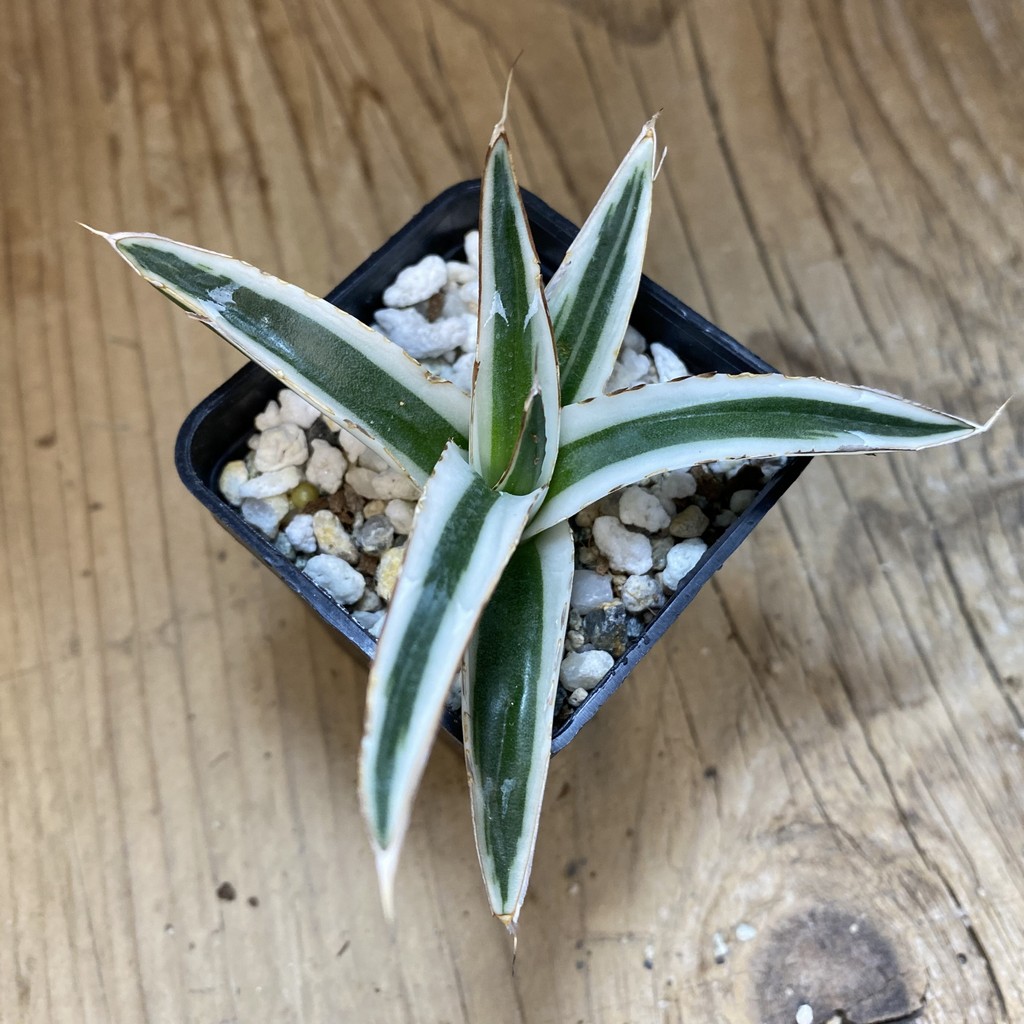 SH37660 Agave victoriae-reginae 'White Rhino' - Image 3