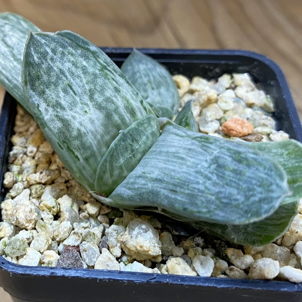 SH37661 Gasteria brachyphylla ‘White Streaks’