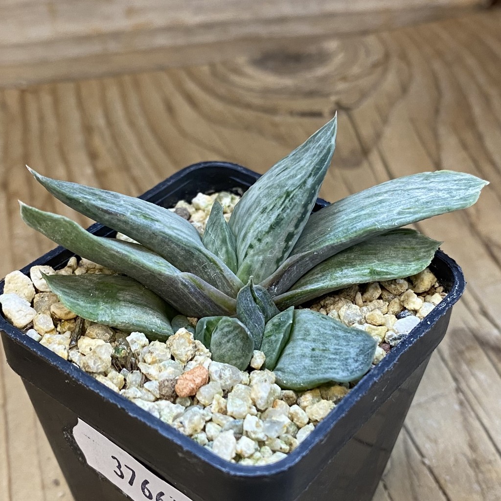 SH37661 Gasteria brachyphylla ‘White Streaks’ - Image 2