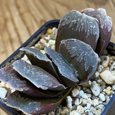 SH37662 Haworthia truncata hybrid