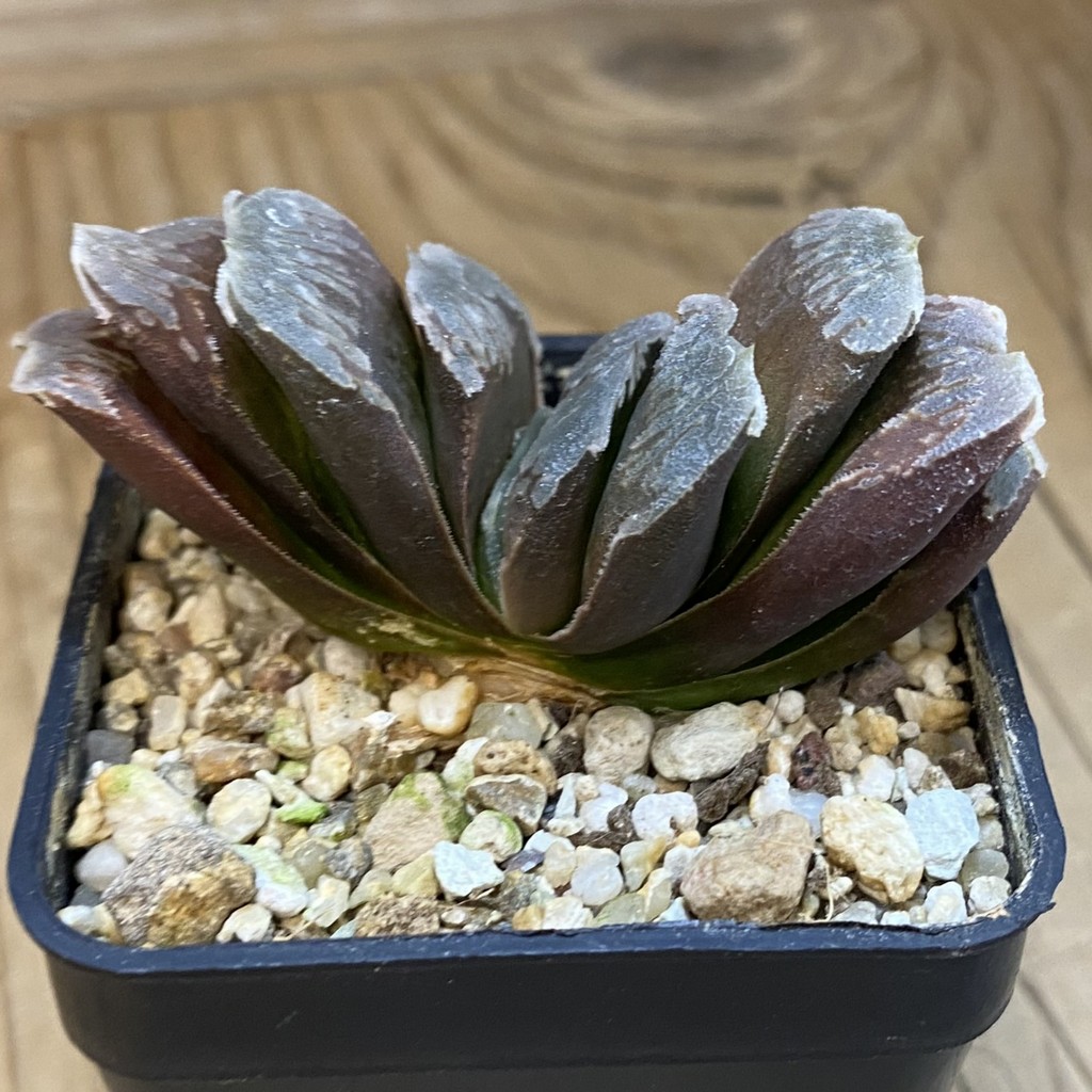 SH37662 Haworthia truncata hybrid - Image 2