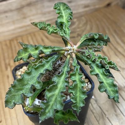 SH37663 Euphorbia decaryi v. spirosticha