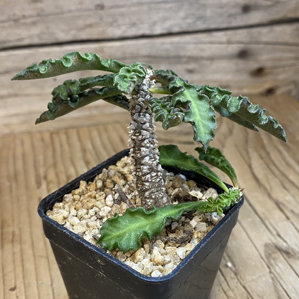 SH37663 Euphorbia decaryi v. spirosticha - Image 2