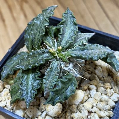 SH37664 Euphorbia tulearensis hybrid