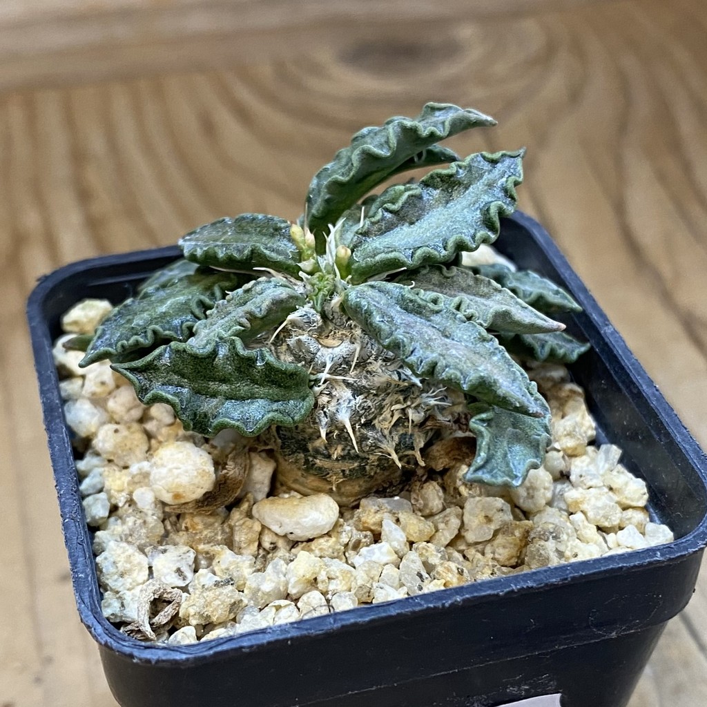 SH37664 Euphorbia tulearensis hybrid - Image 2