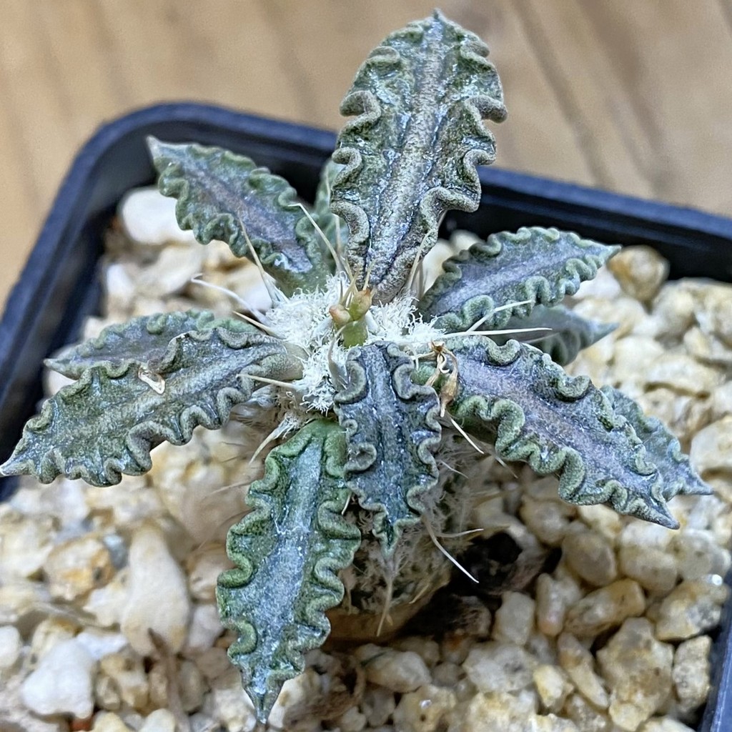 SH37665 Euphorbia tulearensis hybrid
