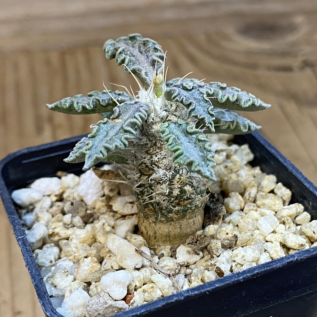 SH37665 Euphorbia tulearensis hybrid - Image 2