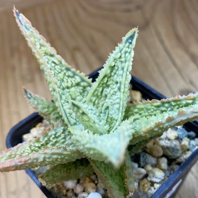 SH37646 Aloe TCT hybrid