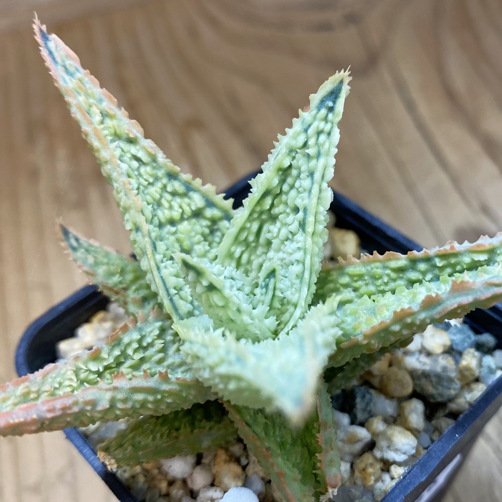 SH37646 Aloe TCT hybrid