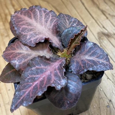 SH37667 Euphorbia francoisii hybrid
