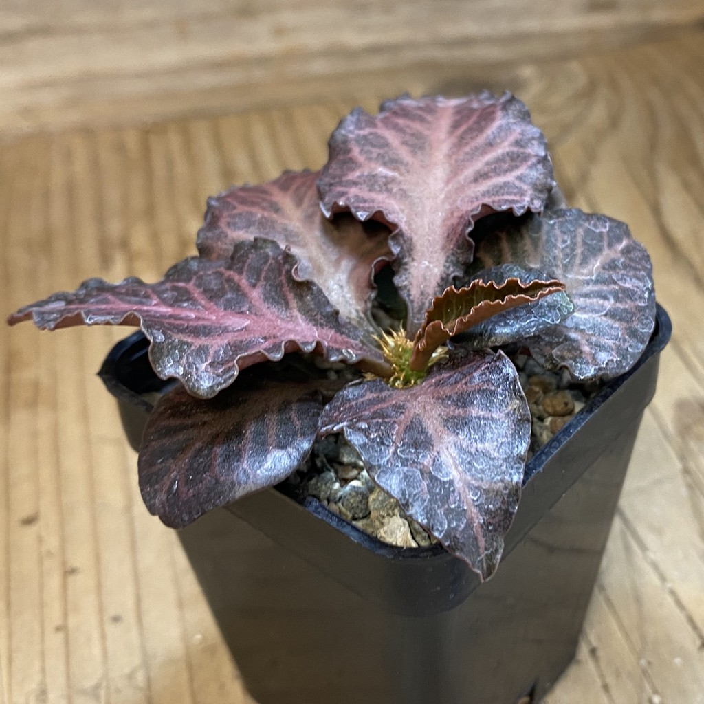 SH37667 Euphorbia francoisii hybrid - Image 2