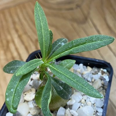 SH37669 Pachypodium succulentum