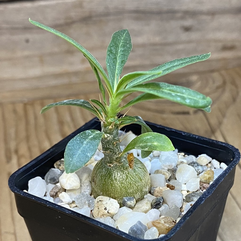 SH37669 Pachypodium succulentum - Image 2