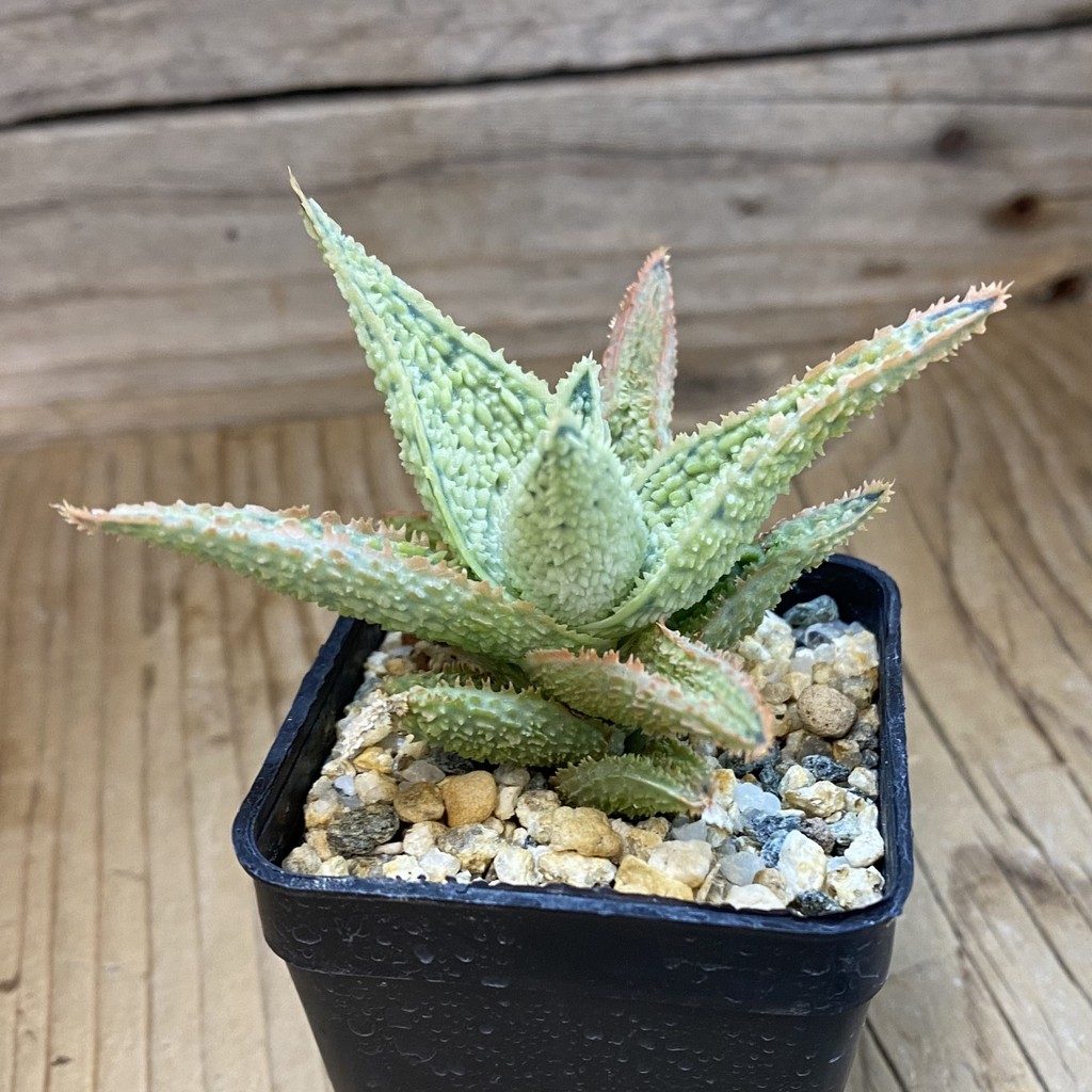 SH37646 Aloe TCT hybrid - Image 2