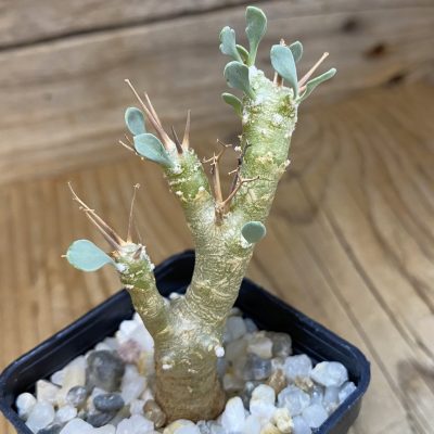 SH37670 Othonna euphorbioides