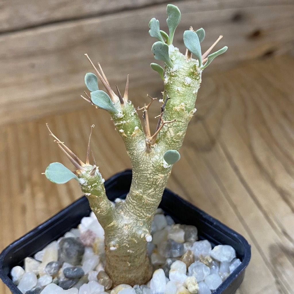 SH37670 Othonna euphorbioides